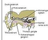 Prstencový mozek okolo hltanu ( perforovaný hltanem ) Většina nemá célom (výjimkou jsou hlavatci) tělní dutinu tvoří mixocél (vznikl splynutím