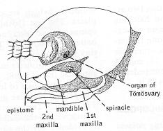 Stonožkovci - Myriapoda Monofylii podporují - molekulára stonoženky - endoskelet hlavy, stavba kusadel, zmizení jednoduchých oček a společná stavba očí složených drobnušky -článkované tělo na hlavě 1