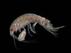 třída Tantulocarida tantulovky - hooodně malí (< 1 mm) paraziti hlubokomořských