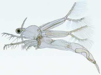 planktonní - carapax kryje