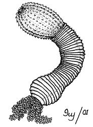 Chobotovci - Scalidophora (monofyletická skupina 3 kmenů) Tělo rozděleno na zatažitelný chobot