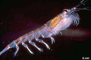 řád Euphausiacea krill - mořští