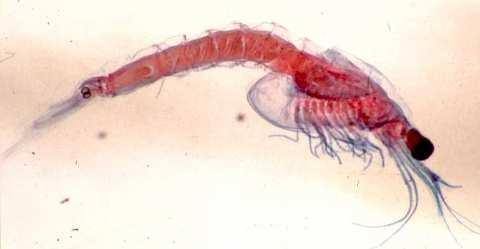 ř. Mysidacea (vidlonožci): sladkovodní krevetky