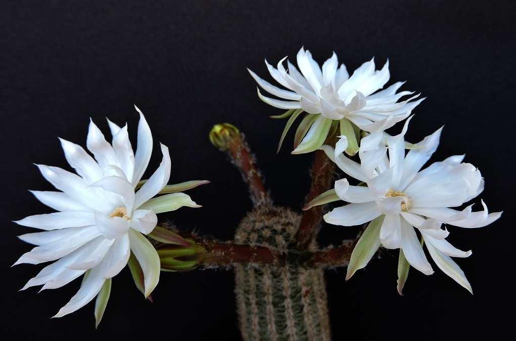 Pygmaeocereus