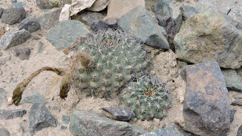 Pygmaeocereus bieblii var. kuehhasii Prvý popísaný bol Pygmaeocereus bylesianus Andreae & Backeberg v roku 1957. Pygmaeocereus znamená trpasličí cereus, čo je naozaj výstižné meno.