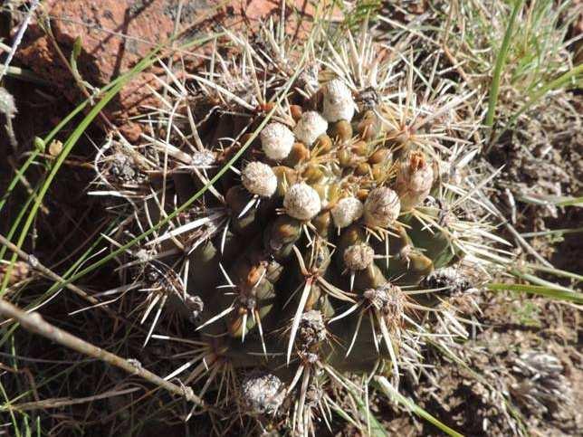 KL08-137. Notocactus submammulosus Potrero de los Funes, La Cumbre, vrchol 1225 m KL08-138. Notocactus submammulosus El Trapiche 1059 m KL08-139.