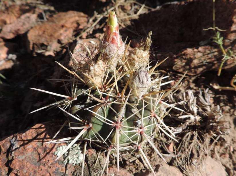 Notocactus submammulosus Cerro Guanaco, 5 km od hlavní cesty 1084 m KL08-144. Notocactus submammulosus Sierra del Portezuelo, Ruta 10, vrchol 1025 m KL08-145.