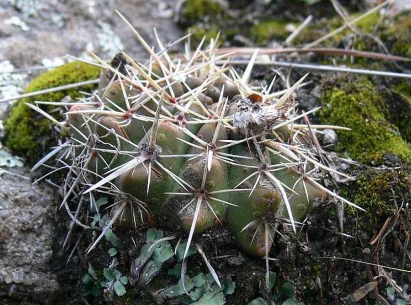vlevo: Notocactus submammulosus, KL07-003, Cordoba, Rio de los Sauces