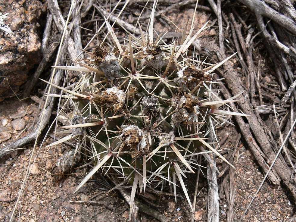 vpravo: Notocactus submammulosus, KL12-115, před General San Martin, 1000 m