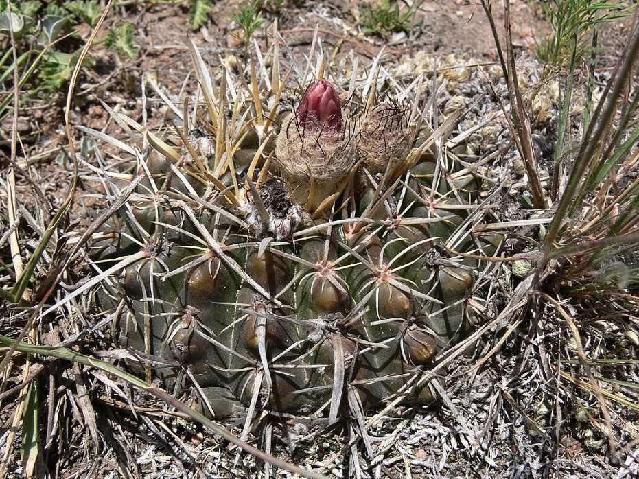 výskytu Notocactus submammulosus.