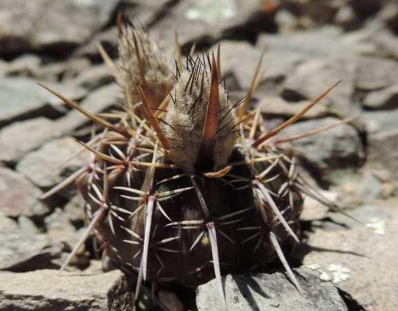 submammulosus, KL13-002A, Tournquist vlevo: Notocactus