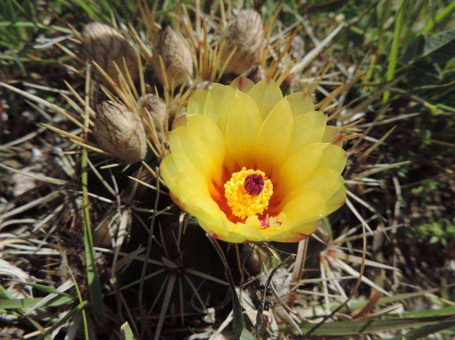158 vpravo: Notocactus submammulosus, KL10-004, Cinco
