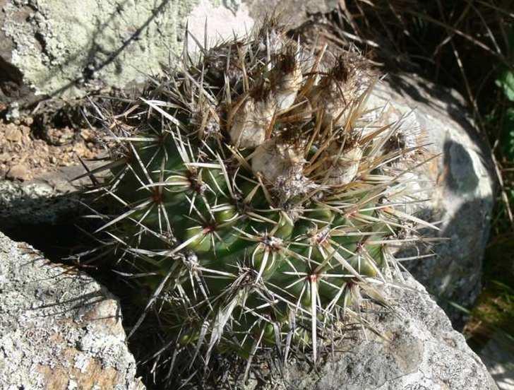vystupuje další výrazné pohoří Sierra del Tandil.