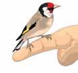 Stehlík obecný Stehlík obecný je poměrně barevný pták. Jeho hlava je červená, černá a bílá.