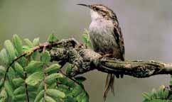 Šoupálek krátkoprstý ocasem. Dlouhým, zahnutým zobákem hledají pod kůrou stromů svou oblíbenou potravu: hmyz a larvy. Hnízda těchto ptáků není snadné odhalit.
