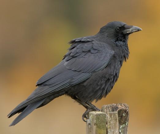 (Corvus