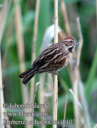 (Emberiza