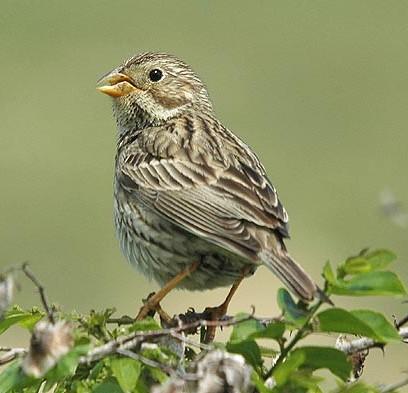 (Emberiza