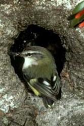 Řád: PĚVCI (Passeriformes) - více jak polovina ptačích druhů (skoro 6000 druhů v asi 100 čeledích), rozmanitá skupina - většinou menší ptáci, zpěvné svaly v syrinxu (zpívají samci - stř.