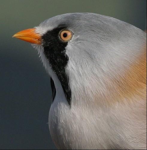 nevyjasněné zařazení (součást Timaliidae,