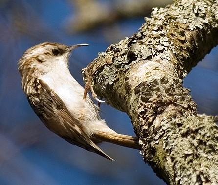 potravou hlavně bezobratlí, vícedruhová hejna - u