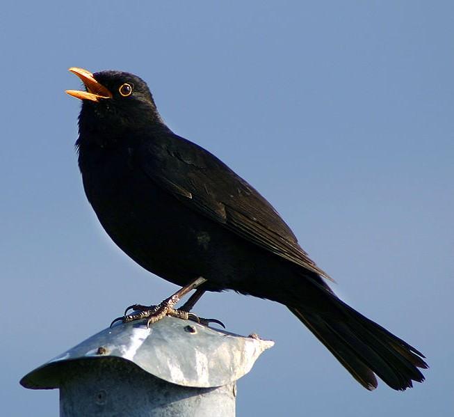 Turdus), štíhlý špičatý zobák, vibrisy -