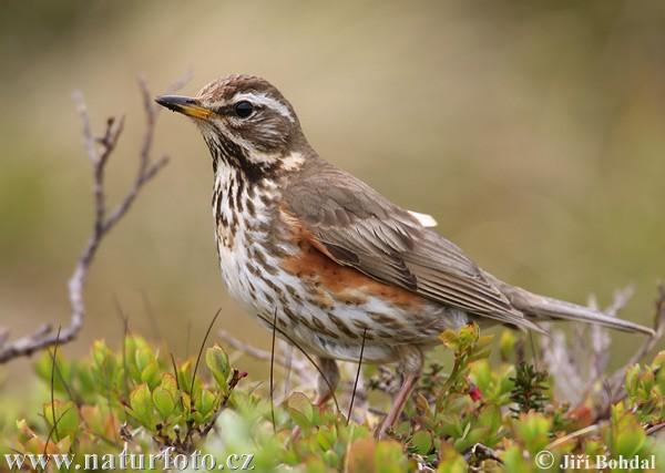 (Turdus