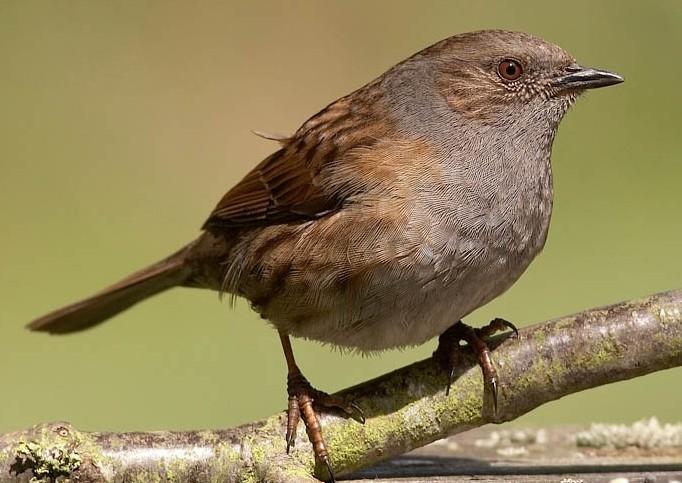 Č: Pěvuškovití Prunellidae PASSEROIDEA -