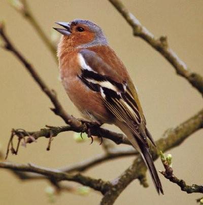 Č: Pěnkavovití - Fringillidae PASSEROIDEA - menší