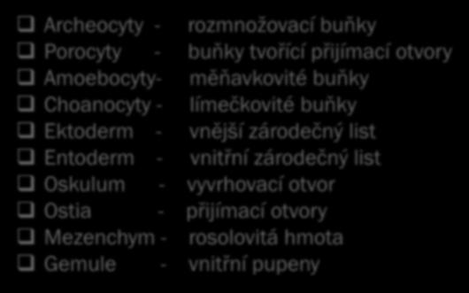 POJMY-ŘEŠENÍ Archeocyty - rozmnožovací buňky Porocyty - buňky tvořící přijímací otvory Amoebocyty- měňavkovité buňky Choanocyty - límečkovité buňky Ektoderm -