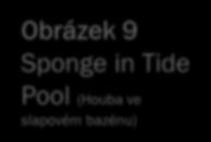 Obrázek 8 Diagram of a syconoid sponge (Stavba sykonní