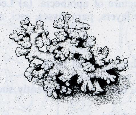 Dendriscocaulon umhausense forma se