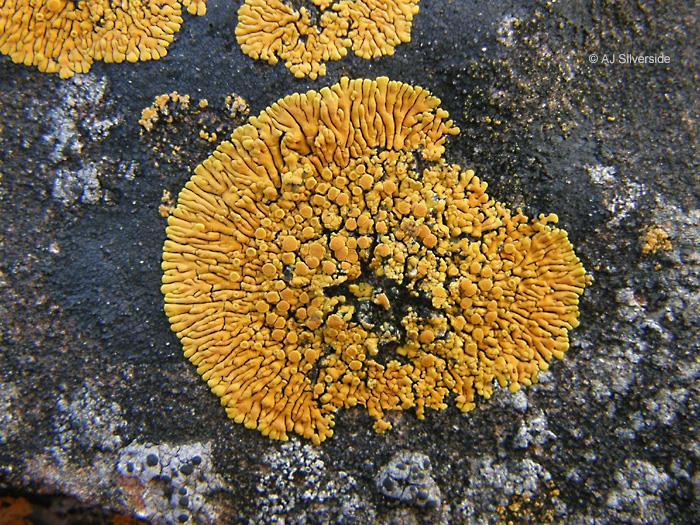 Caloplaca thallincola na