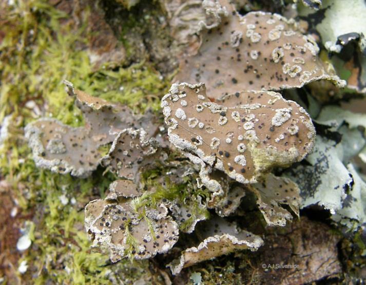 Cladonia arbuscula více