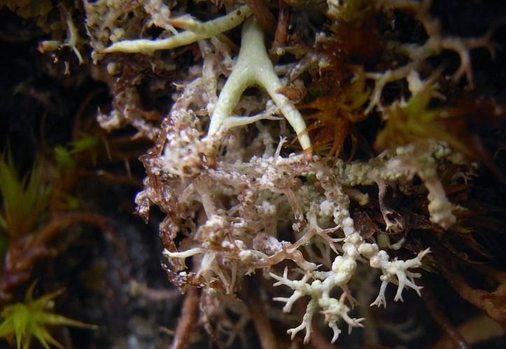 houby, parasitické