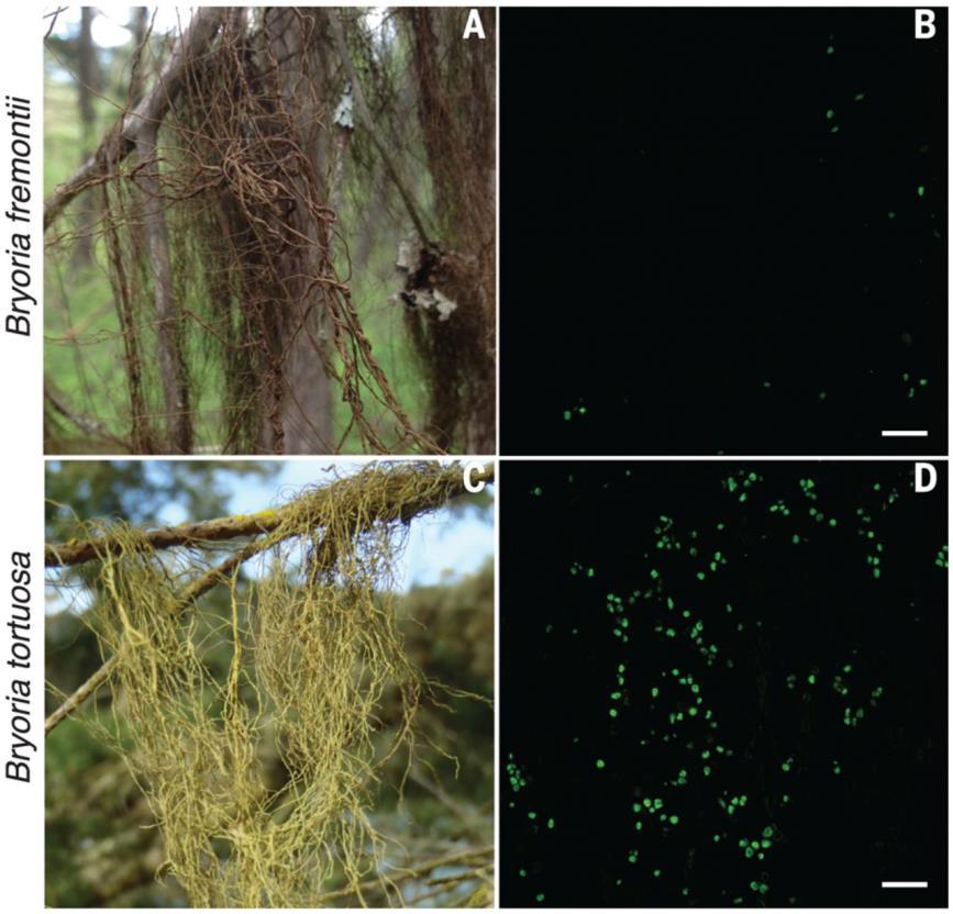 ...u Parmeliaceae někde prokázáno 2:1, ale Lecanoromycet + kvasinka (Basidiomycet) : Trebouxia Differential abundance of Cyphobasidiales yeasts in B. fremontii and B. tortuosa.