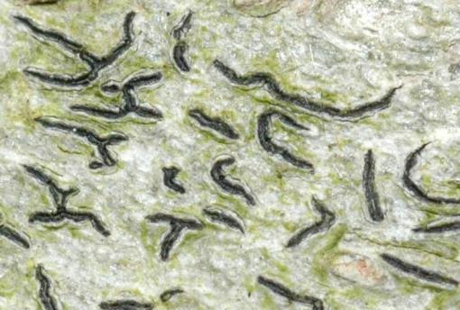 Důležité vlastnosti lišejníků : - reviviscence: schopnost rychle a reversibilně
