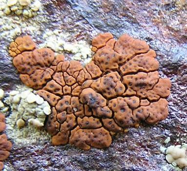 mycobiont: