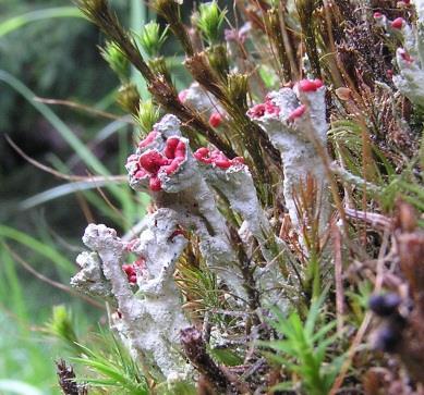 fungal