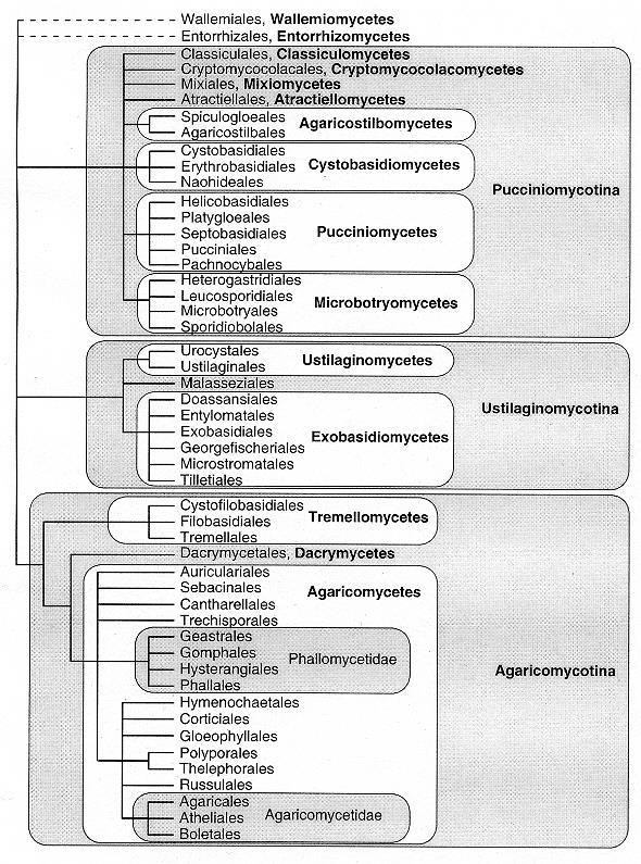 mycobiont: