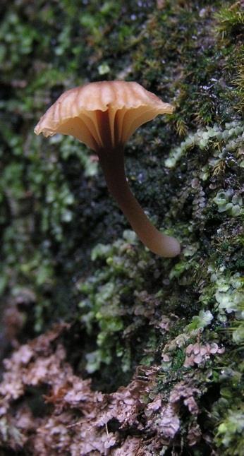 species lichenized