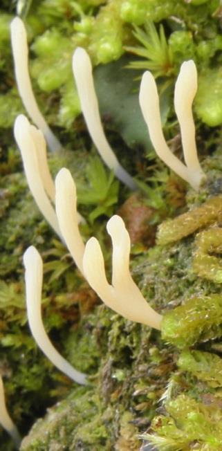 Lichenomphalia