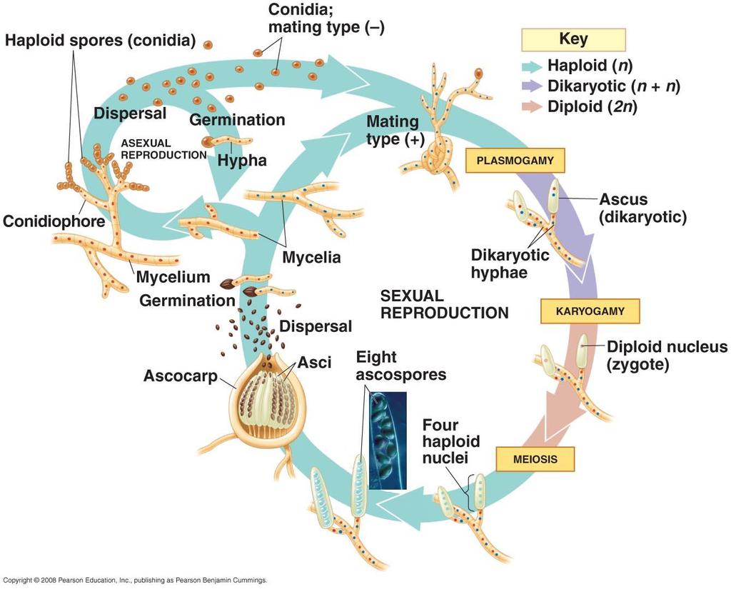 Ascomycota Ascomycota - obecné Teleomorfa vs. Anamorfa http://science.