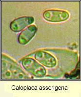 .. Propolis