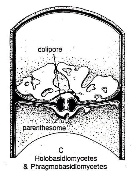 Basidiomycota - nejpokročilejší skupina hub - vegetativní stélka - septované