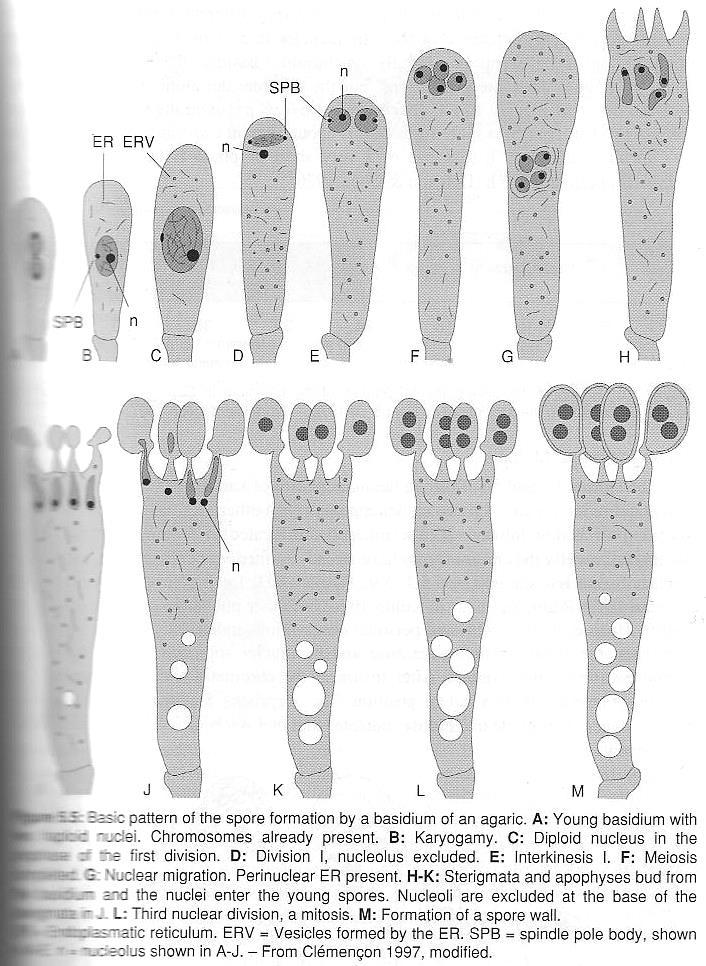 http://www.apsnet.org/online/archive/1998/sem088.