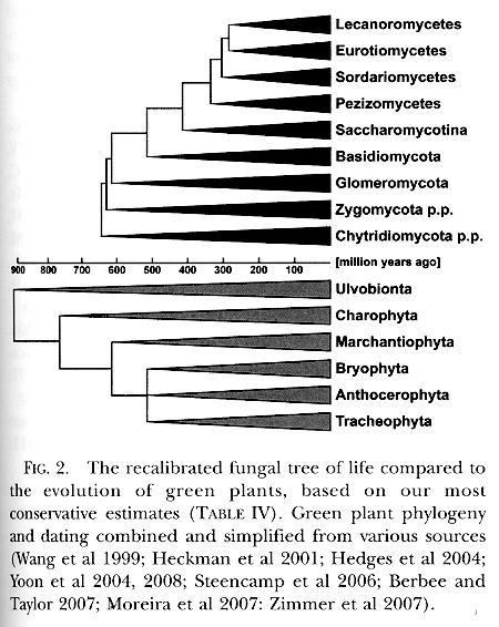 stáří lišejníků? Eriksson 2005: Protolichenes hypothesis (Pezizomycotina from lichenized ancestors) Eriksson OE (2005) Ascomyceternas ursprung och evolution Protolichenes-hypotesen.