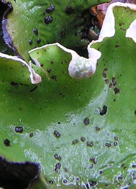 Peltigera -