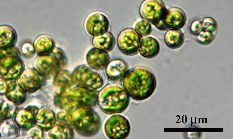 Asterochloris,