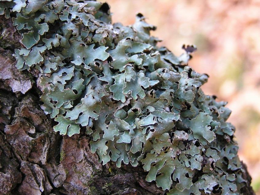 (Peltigera)